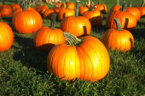 bengtson's pumpkin fest|homer glen pumpkin patch.